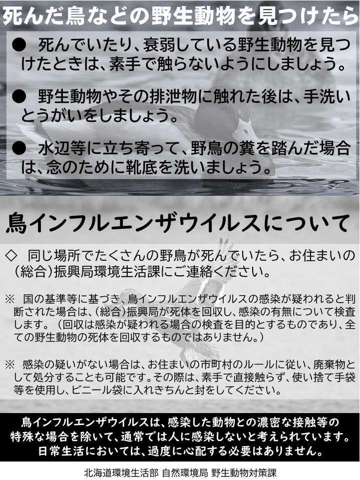 リーフレット_死んだ鳥などの野生動物を見つけたら.jpg