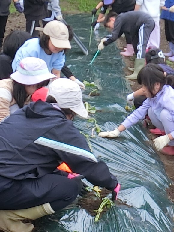 サツマイモ苗の植え付け（河北小学校）