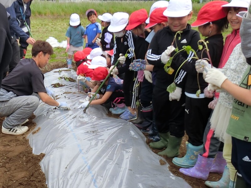 サツマイモ苗の植え付け（上ノ国小学校）
