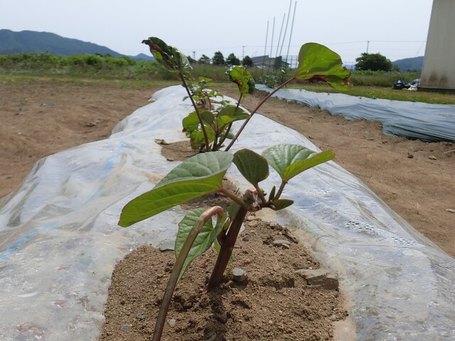 植え付け10日後の様子2