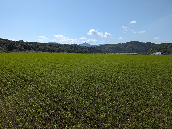 秋まき小麦