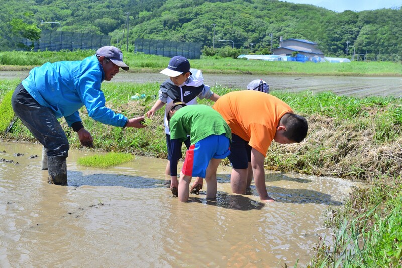 田植えの様子