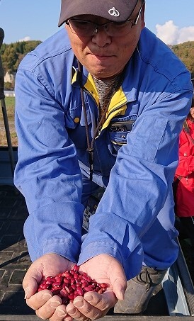 収穫したばかりの喜よ豆