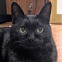 アイコン(猫26).jpg