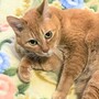 アイコン(猫27).jpg