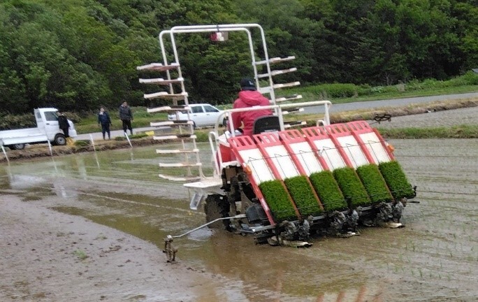 田植え作業