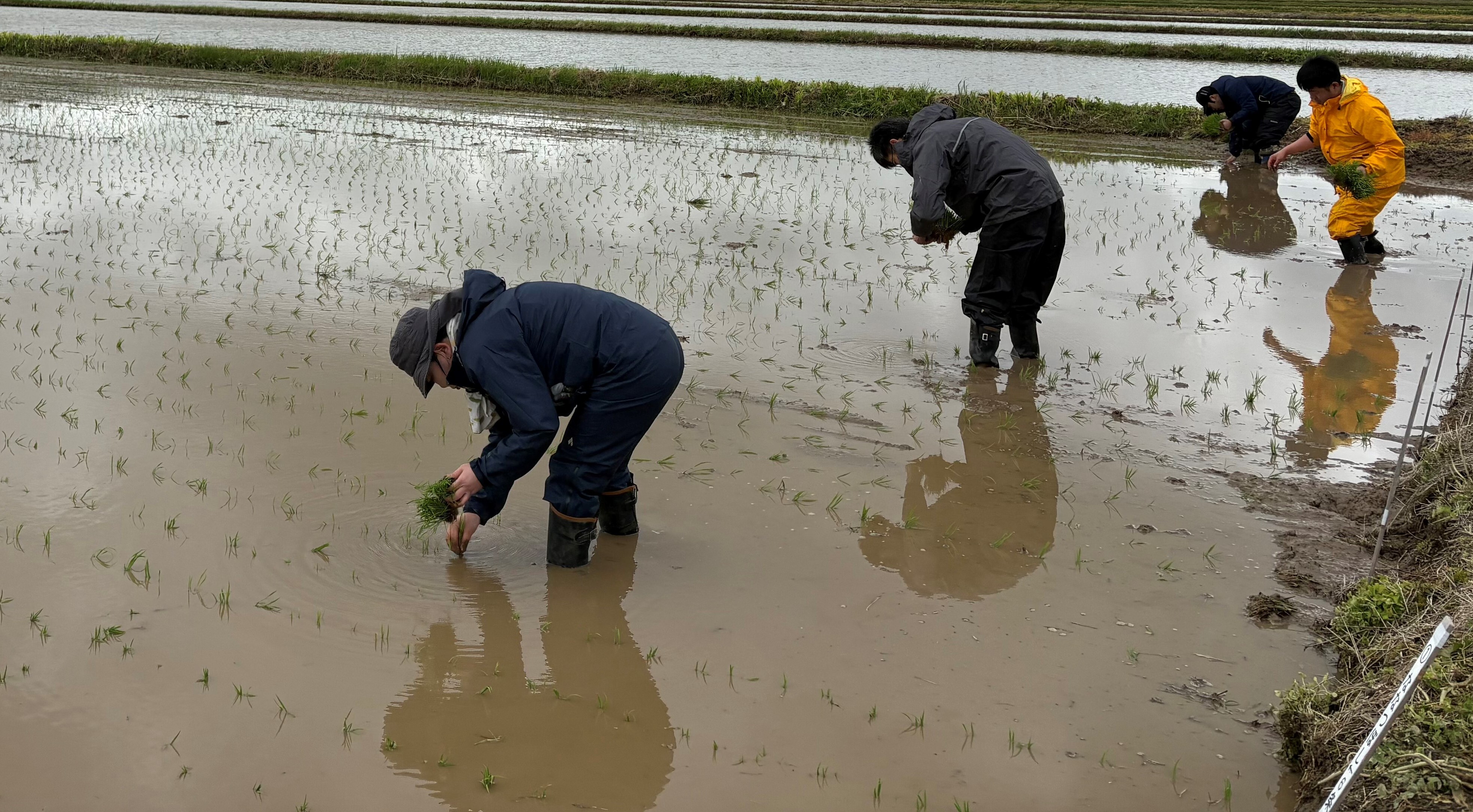 手植え作業