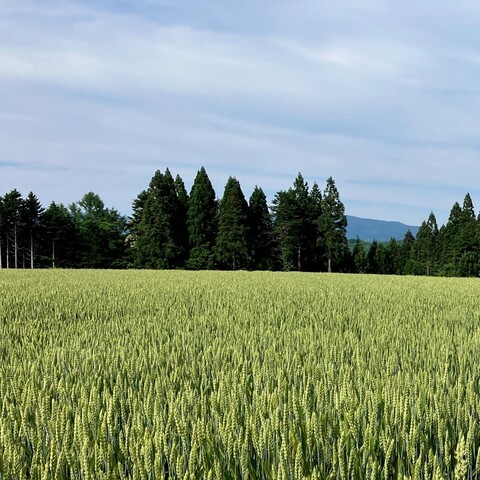 秋まき小麦
