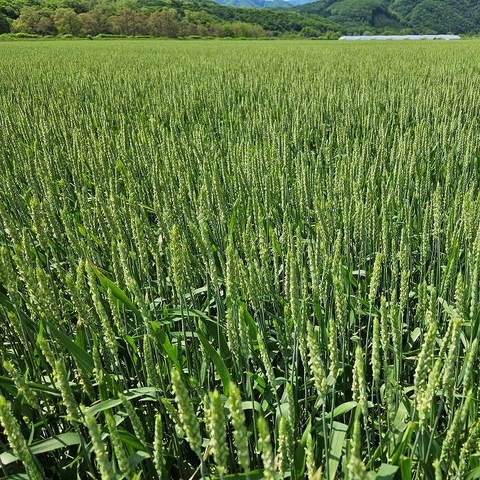 秋まき小麦