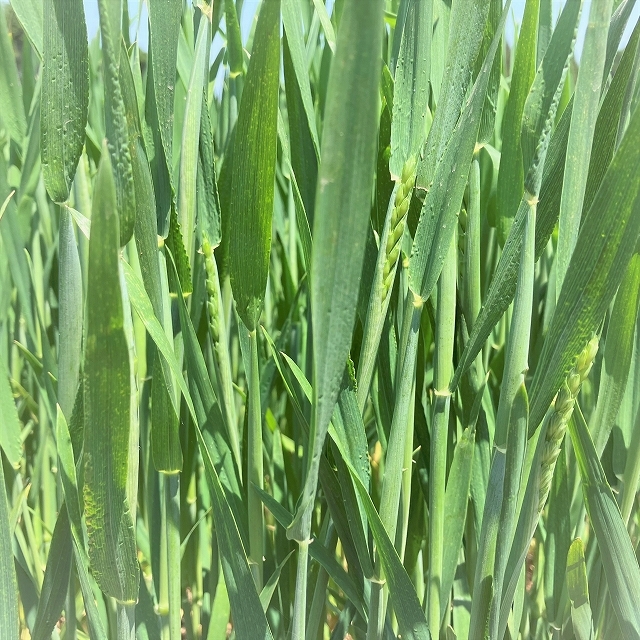 秋まき小麦（出穂中）
