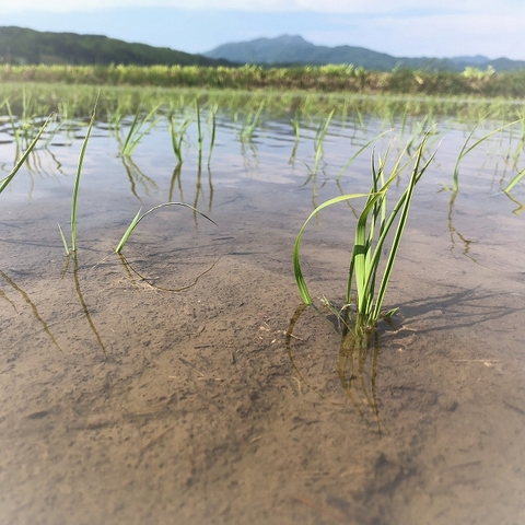 水稲