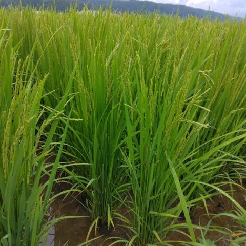 水稲