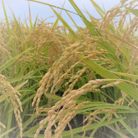 水稲(穂)
