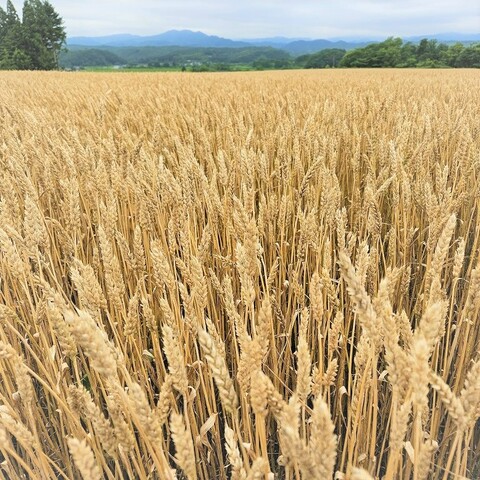 秋まき小麦