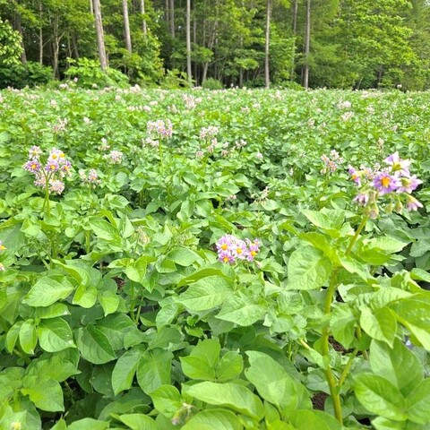 ばれいしょ(開花)