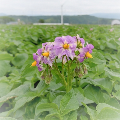 ばれいしょ(露地栽培)