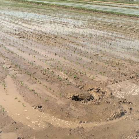 水稲(移植中)