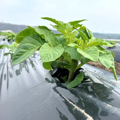 ばれいしょ（促成栽培）