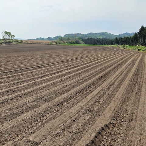 ばれいしょ（露地栽培）