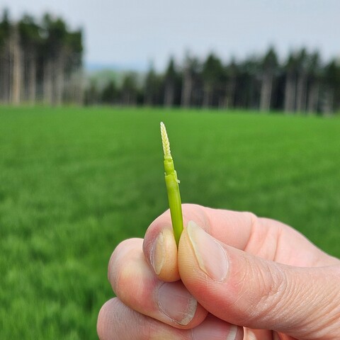 秋まき小麦（幼穂）