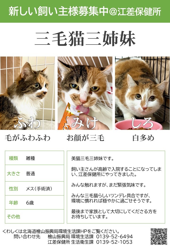 飼い主探しポスター（三毛三姉妹）