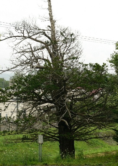 tree08.jpg