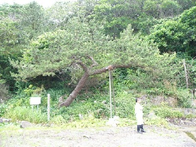 tree03.jpg