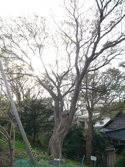 tree01_1.jpg