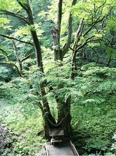 tree05.jpg