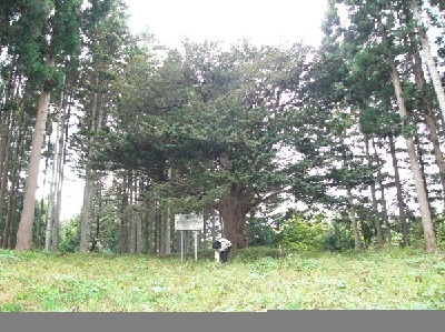 tree04.jpg