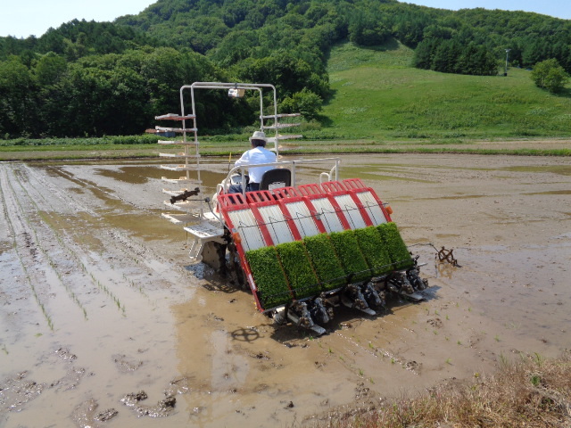 田植え