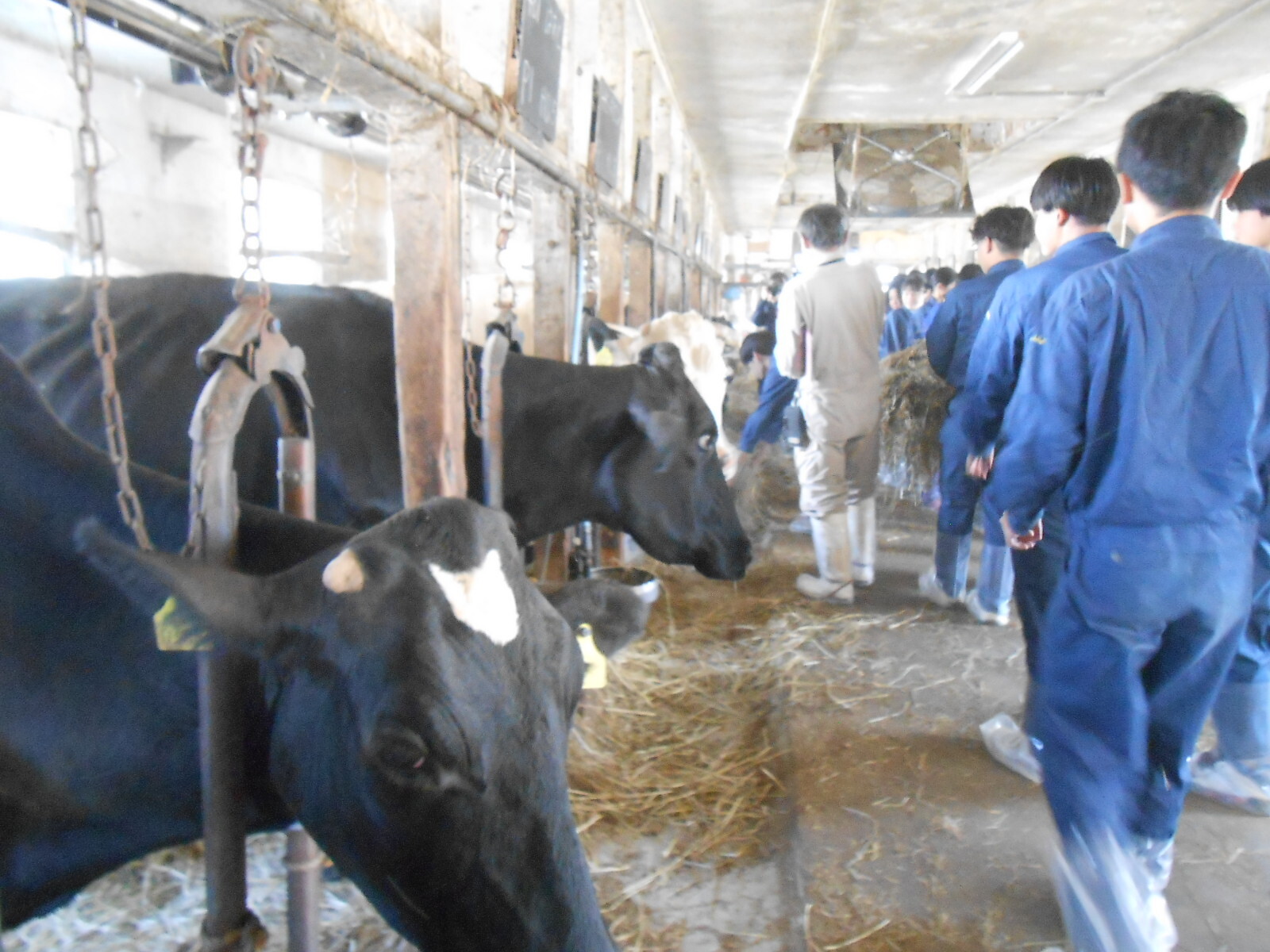 大津牧場の牛舎で檜山北高校の生徒が乳牛への餌やりを行っている様子