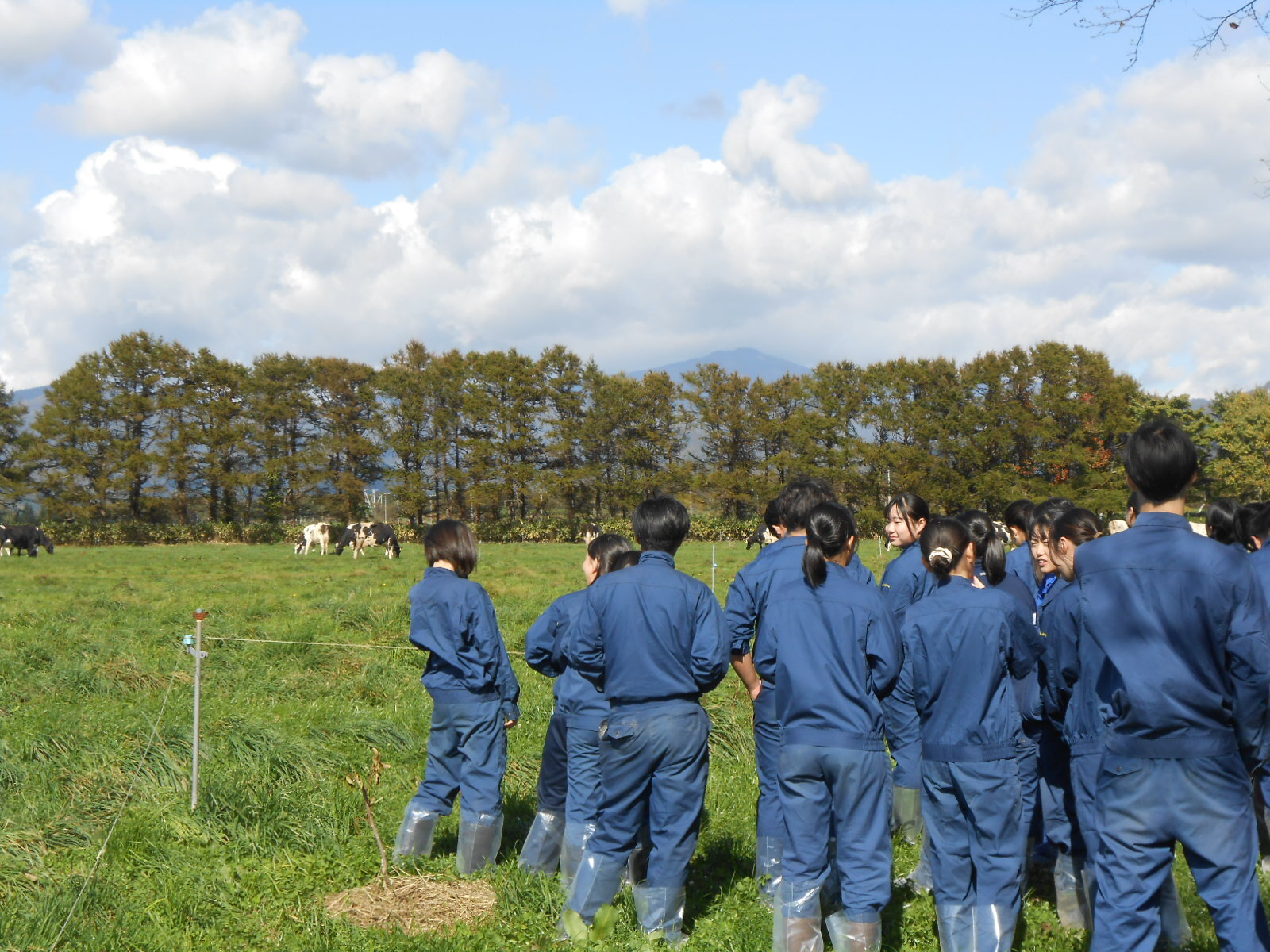 檜山北高校の生徒が大津牧場の放牧地で放牧されている乳牛を見学する様子